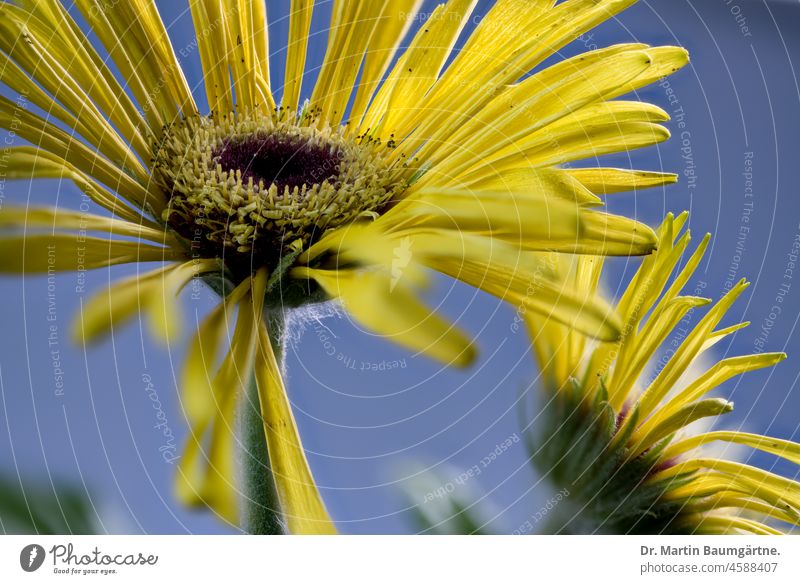 Gerbera, inflorescences, wild form from South Africa composite Flower Plant Wild plant perennial shrub asteraceae Compositae Yellow Tongue blossoms