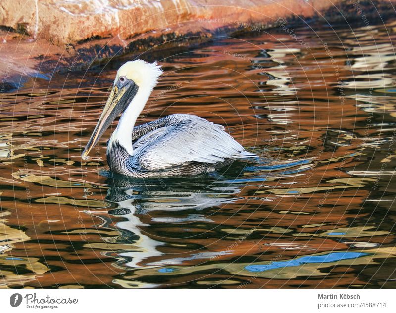 pelican on the water while swimming. large seabird with richly textured plumage florida brown eye outside white yellow tropical feather beach beak animal free