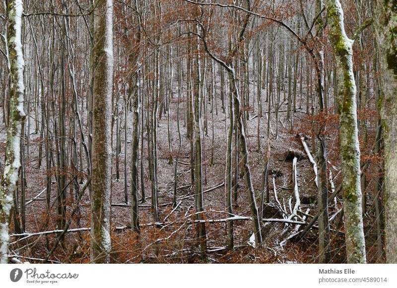 winter forest Winter Covered Rural Jawbone Holiday season Dusk Winter forest Panorama (Format) Large Landscape format Tyrol Sky Red Sunset