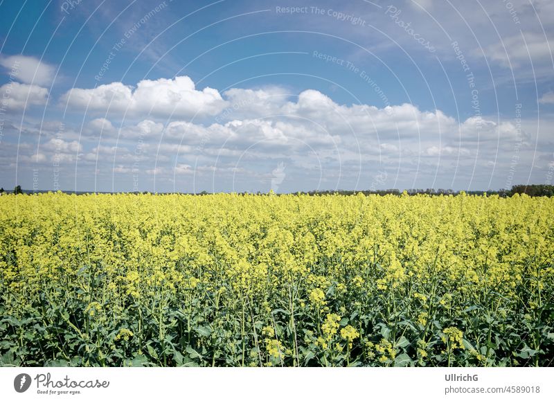Rapeseed Field agricultural agriculture biodiesel biological bloom blossom canola energy farming field fuel land landscape nature oil plant plant production