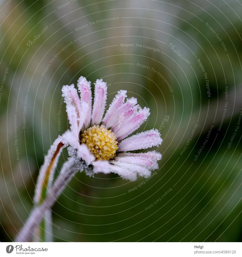 Close-up of a daisy, decorated with ice crystals Flower Blossom Daisy blossom Frost Freeze chill Frozen Ice Hoar frost Winter Cold Exterior shot Deserted