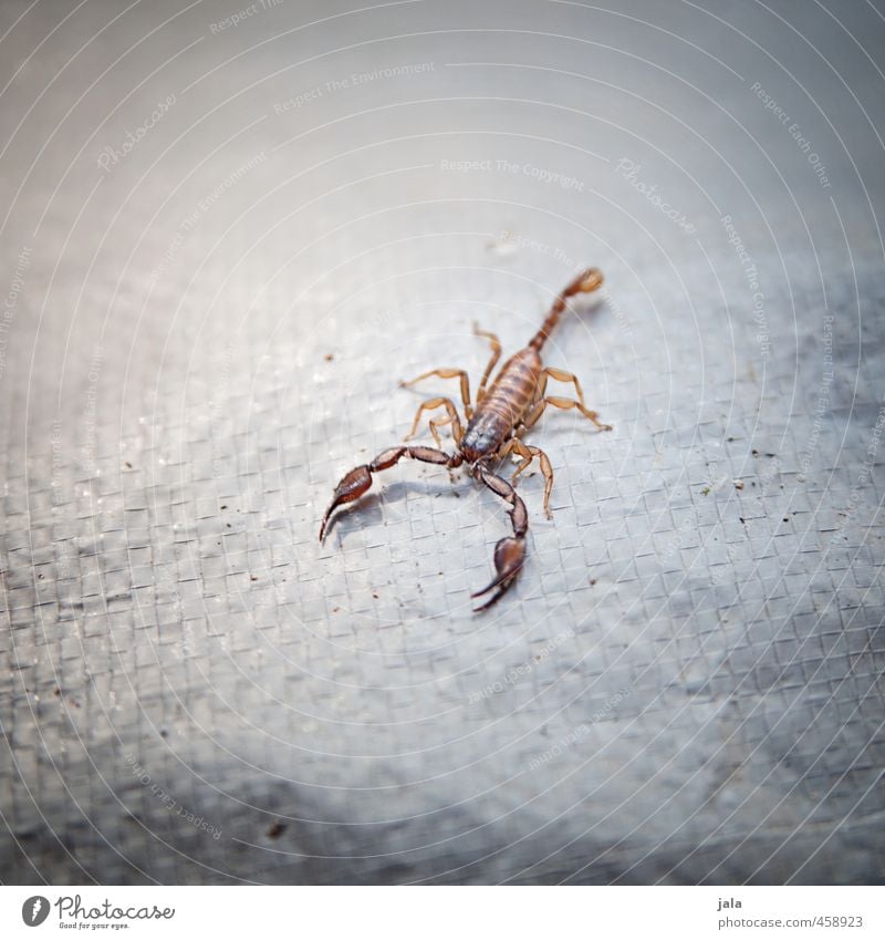 untermieter | holiday acquaintance Animal Wild animal Scorpion 1 Esthetic Thorny Horoscope Poison Colour photo Exterior shot Deserted Copy Space left