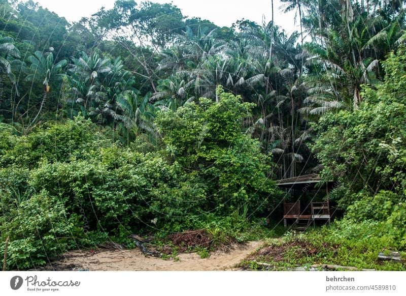 In the rainforest Wanderlust Tree Virgin forest Malaya Vacation & Travel Landscape Green Environmental protection Far-off places Climate Climate change Plant