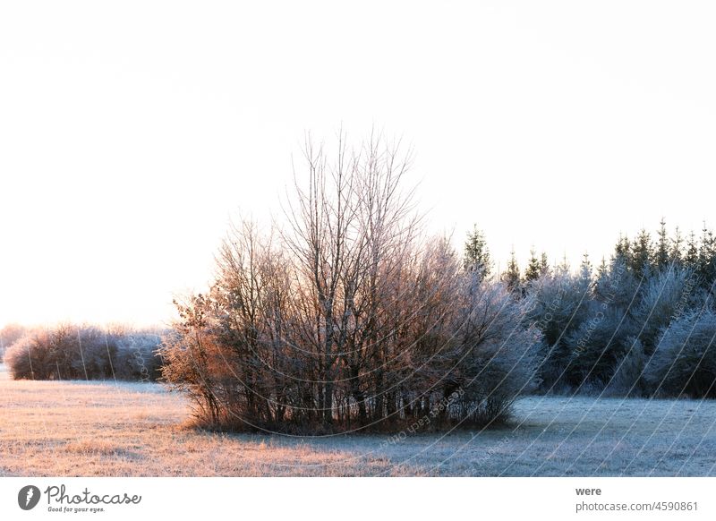 A hoarfrost covered meadow at sunset in the Siebenbrunn nature reserve near Augsburg, Germany Hoarfrost covered cold copy space forest landscape morning