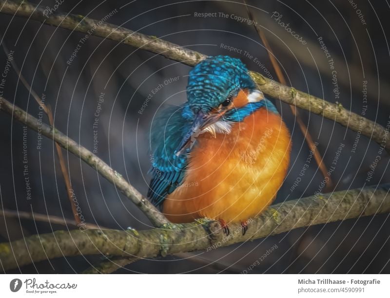 Riverbank Kingfisher kingfisher Alcedo atthis Head Eyes Beak feathers plumage Claw Grand piano Bird Animal Wild animal Animal portrait Twigs and branches Nature