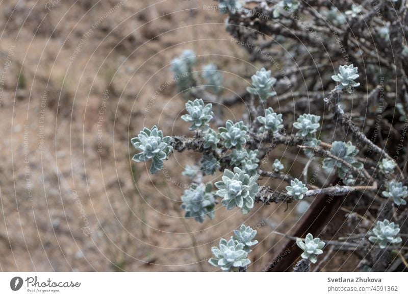 Decorative plant with small blue fluffy leaves Plant Floral botanical ornamental borzaeanum Blue Fluffy Ornamental Garden hazy Minimalistic Nature Desert