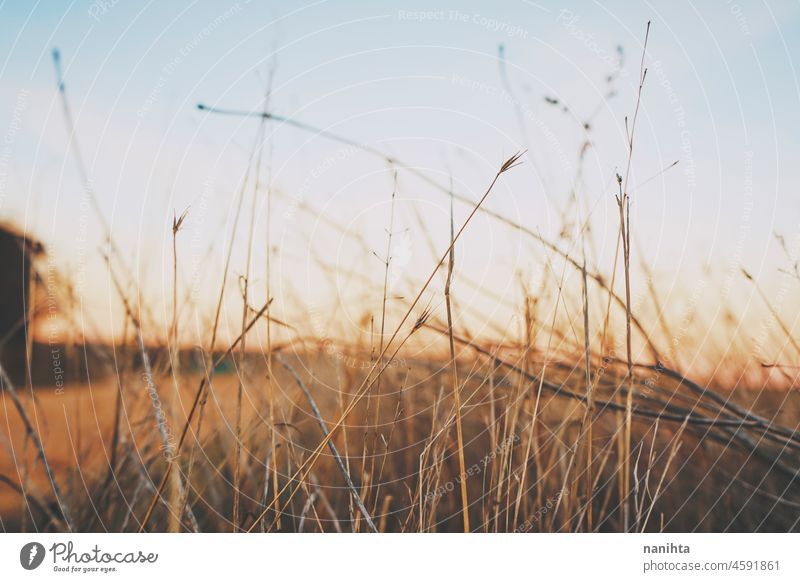 Warm image of spikes against sky straw sunset landscape close close up sunrise sun light sunlight background botany nature natural organic field meadow warm