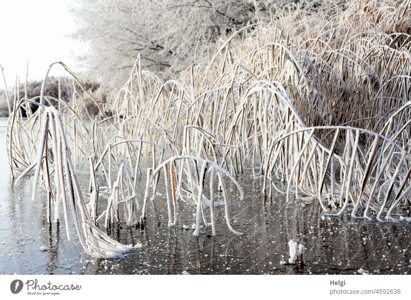 reed grasses covered with thick hoarfrost bend on frozen lake Hoar frost Winter chill Frost Lake Crooked Ice Frozen surface ice crystals Tree Cold Nature White