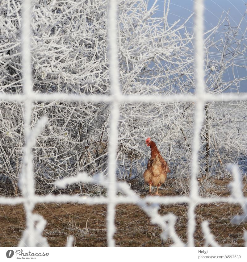 model??? ... ...me??? ...no thanks!!! - Through a hoarfrost covered fence you can see a brown chicken looking around as it walks away. Shrubs are also covered in hoar frost.