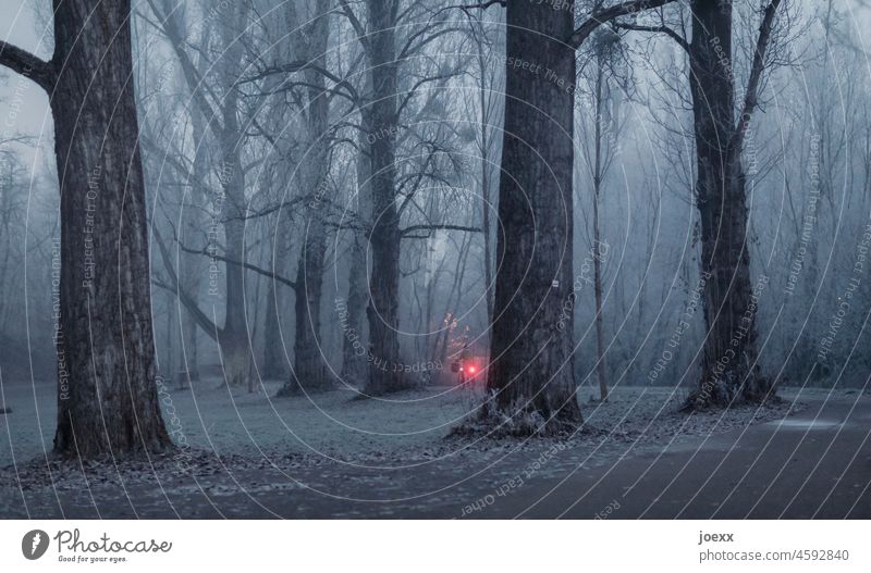 Rear light of a bicycle in foggy surroundings with many large trees Cycling Bikers Bicycle free time by oneself dawn Twilight Late early Movement cyclists