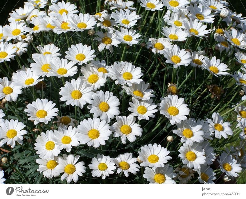 a sea of magarites Plant Flower Dream Exterior shot Bright Joy Marguerite