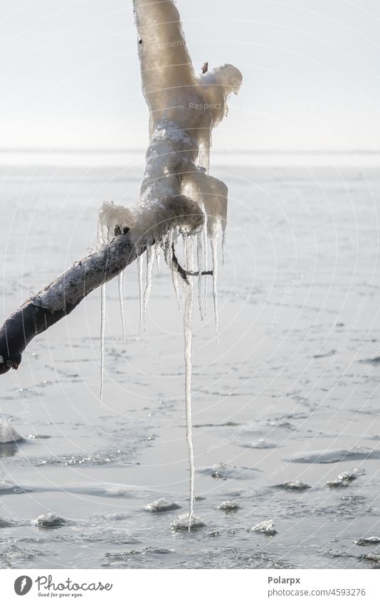 Long icicles hanging from a branch shiny icing russia day unusual sky coastal travel arctic freeze frosty north seascape europe glacier environment beautiful