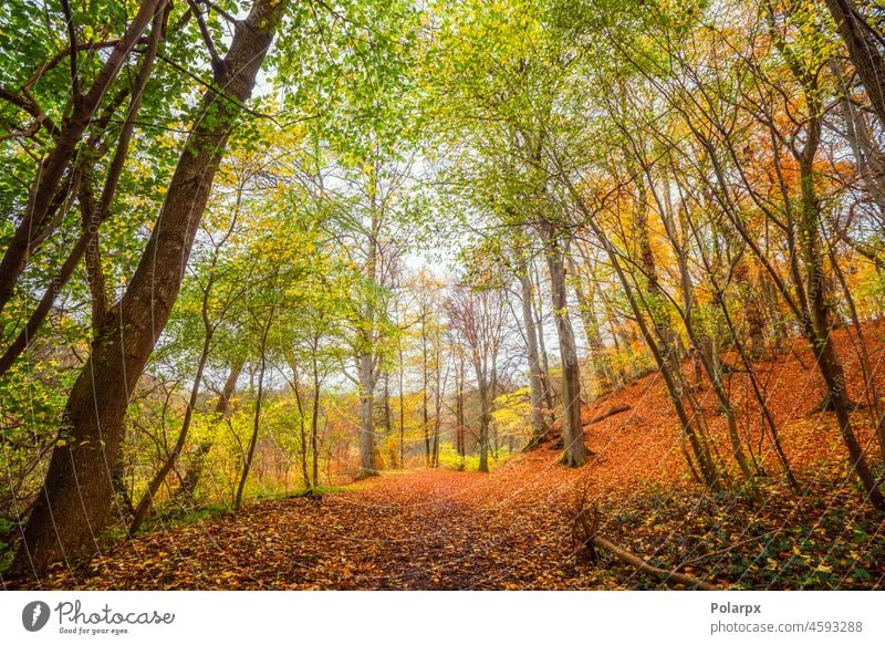 Beautiful autumn colors in the forest warm outdoors fresh autumn leaves sunshine branch mountain sunny day sky sunrise morning travel fog woods sun rays view