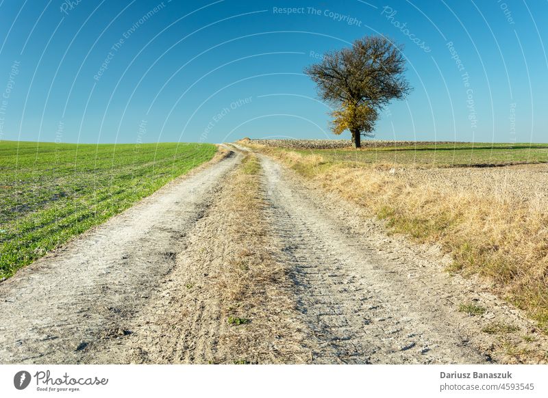 Dirt road through the fields and a lonely tree nature single grass landscape sky blue dirt green agriculture farm horizon path rural country countryside