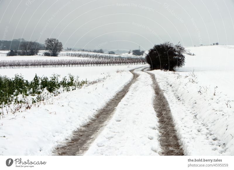 Path through a winter landscape on a gloomy day Trip Winter Snow off off the beaten track Tree vineyards cloudy weather snowy Landscape Winter mood White Nature