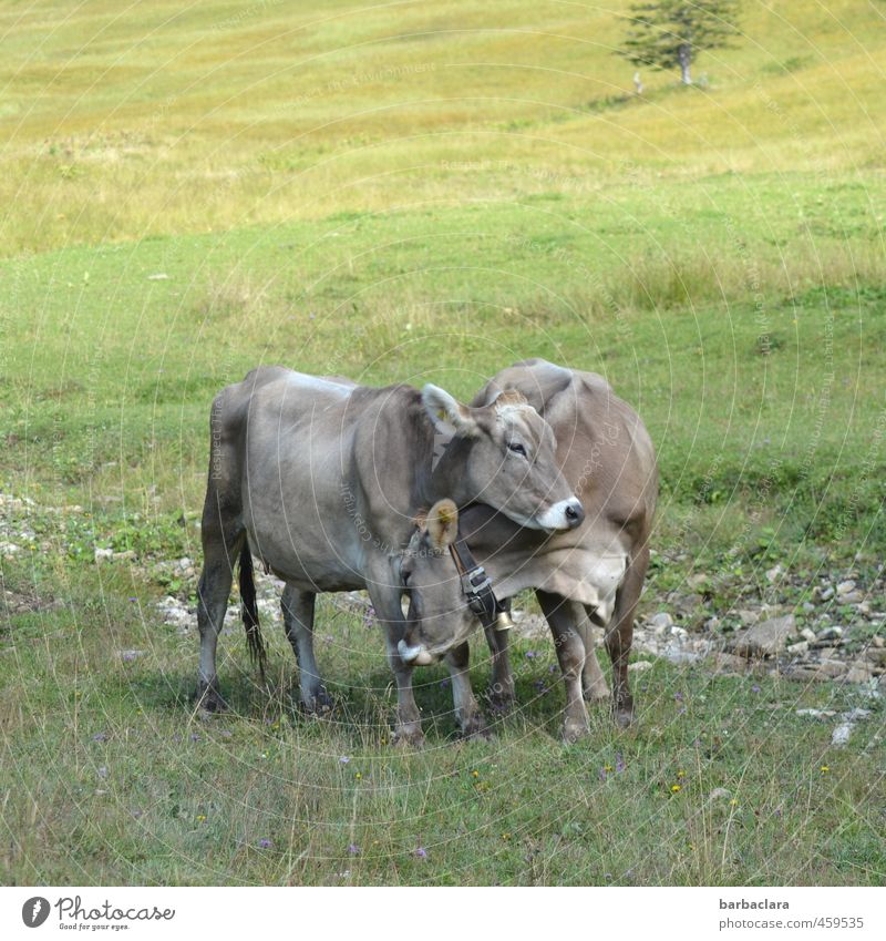 cow cuddles Meadow Cow 2 Animal Stand Together Happy Cuddly Gray Emotions Safety (feeling of) Love of animals Friendship Nature Cuddling Colour photo