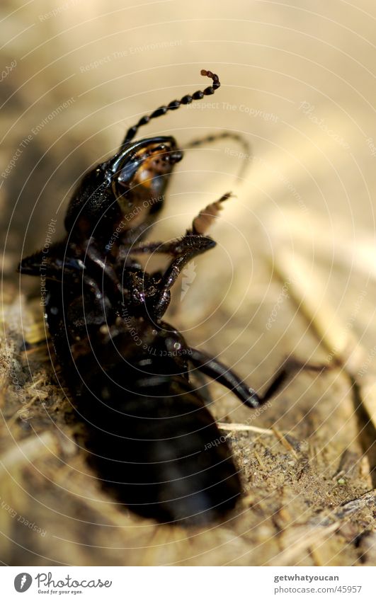 breakdancing Insect Animal Feeler Disgust Black Blur Straw Beetle Macro (Extreme close-up) Death Back Stomach Floor covering Legs Dirty Compassion