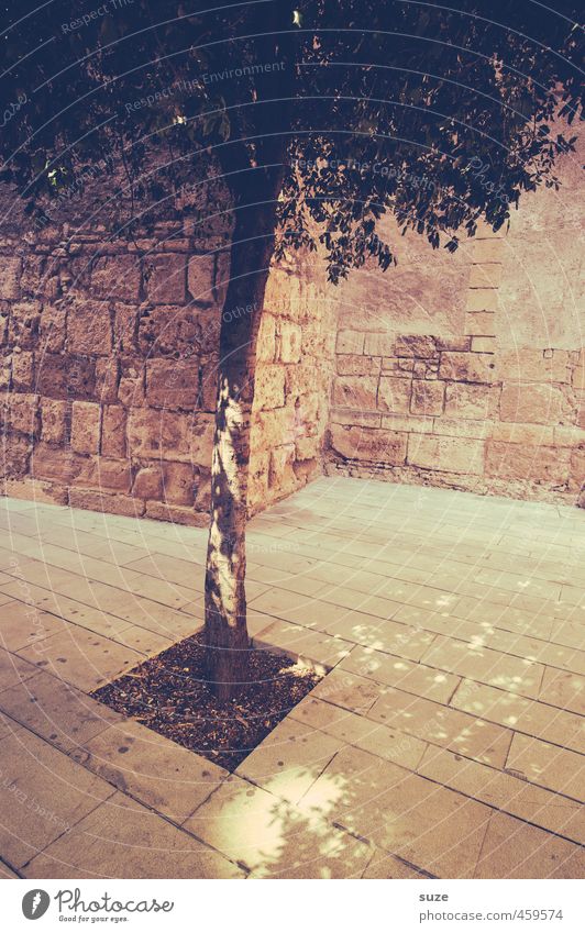 Plant | Captivity Decoration Nature Earth Tree Town Places Wall (barrier) Wall (building) Stone Thin Historic Gloomy Dry Warmth Brown Majorca Graceful Treetop