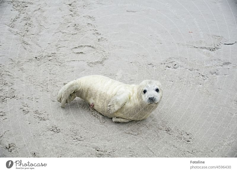 A howler lies on the beach of Helgoland and looks directly into my camera. Gray seal Animal Nature Wild animal Colour photo Exterior shot Day coast Beach Seals