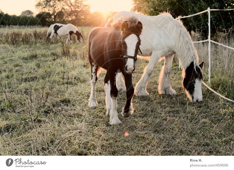son and father Summer Autumn Grass Meadow Pasture Animal Pet Horse 3 Baby animal To feed Curiosity Cute Idyll Fence Foal Colour photo Exterior shot Deserted