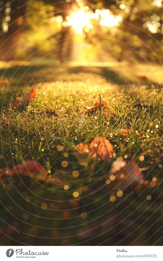 Golden September Environment Nature Plant Earth Drops of water Sunrise Sunset Sunlight Summer Autumn Beautiful weather Grass Leaf Garden Meadow Glittering