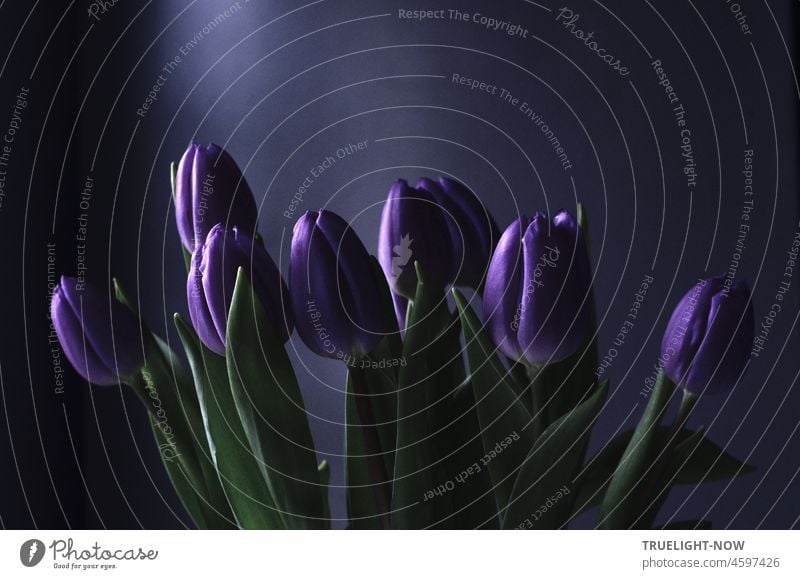 Tulips violet / twilight in melancholy / touching dreams tulips Bouquet flowers tulipa Liliaceae cut flowers purple Violet Room morning light Frühlicht Twilight