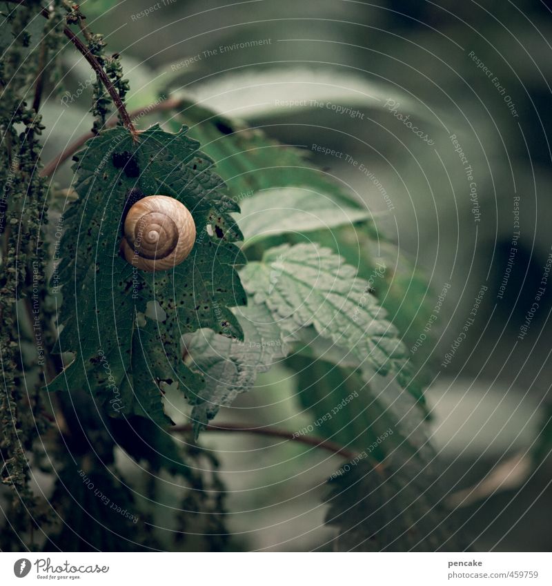 haven of peace Nature Plant Wild plant Forest Snail 1 Animal Sign Dark Wet Round Soft Resting point Snail shell Stinging nettle center National security