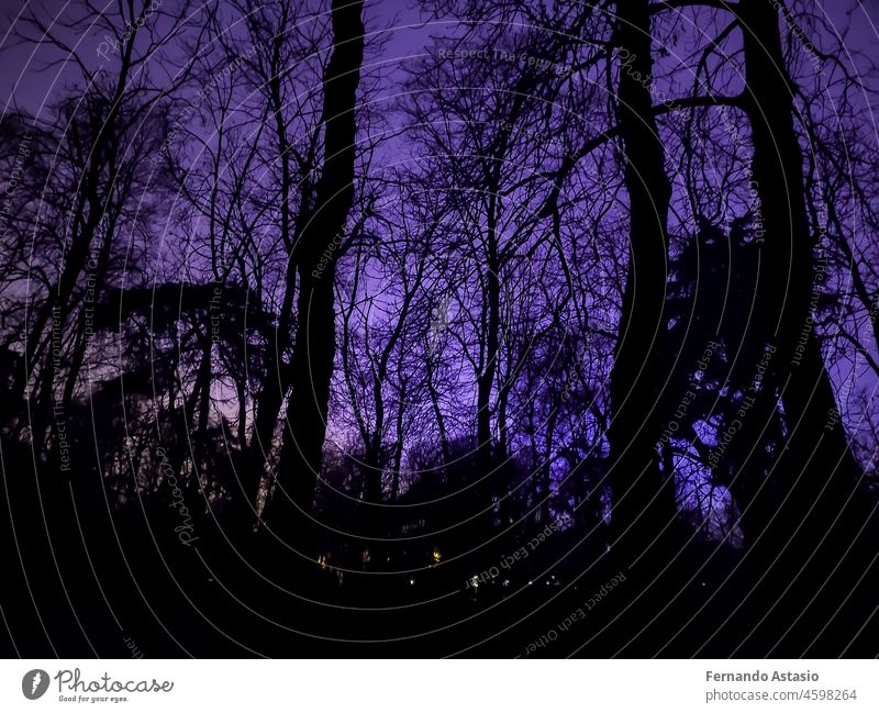 Terrifying purple sky with shadows from tree branches in Retiro Park in Madrid, Spain. Europe. Horizontal photography. abstract apocalypse apocalypse background