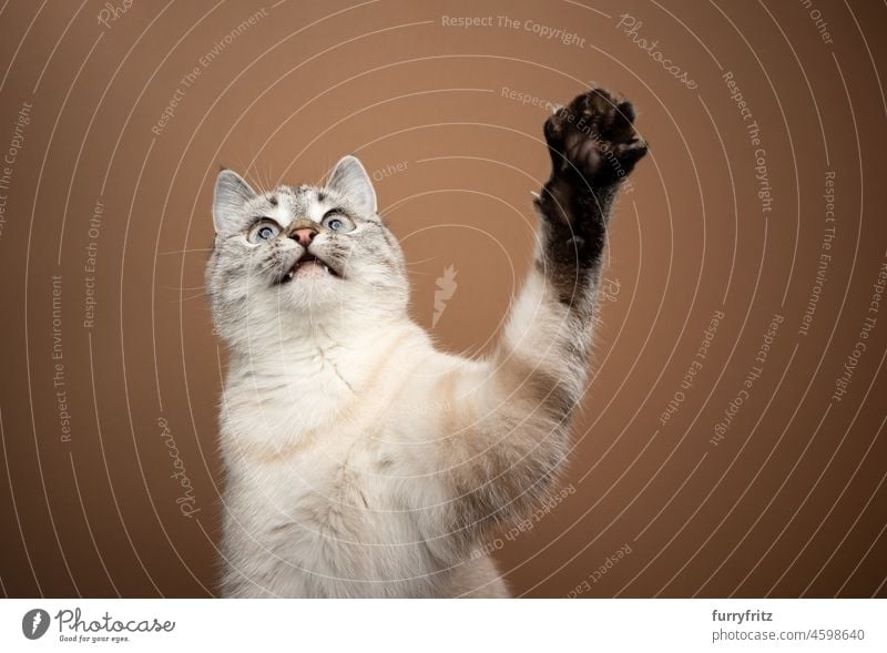 playing cat raising up paw looking up domestic cat shorthair cat mixed breed cat pets cute adorable feline fluffy fur tiny beautiful portrait studio shot brown