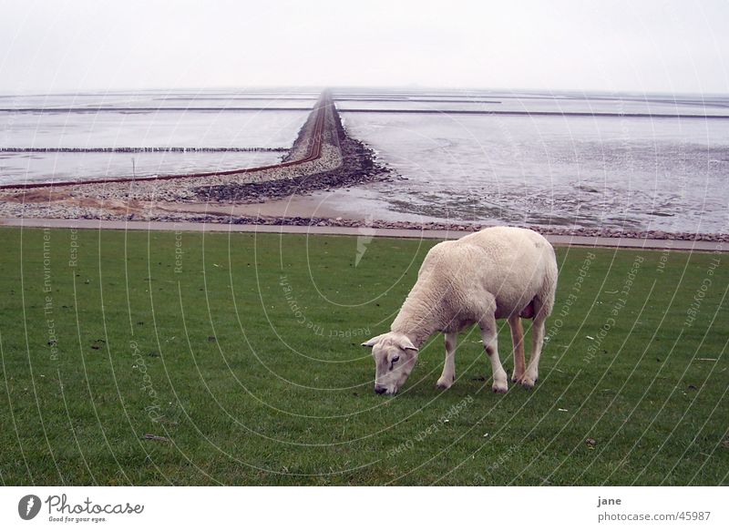 Lamb travelling, resting in front of the tracks Sheep Railroad tracks Ocean Low tide Vacation & Travel Calm Harmonious Exterior shot Wanderlust Mud flats