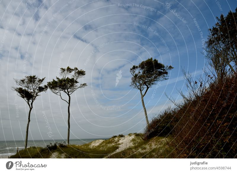 Windfowlers at the Darss West Beach Wind cripple trees Western Beach coast Baltic Sea Fischland-Darss-Zingst National Park Vorpommersche Boddenlandschaft