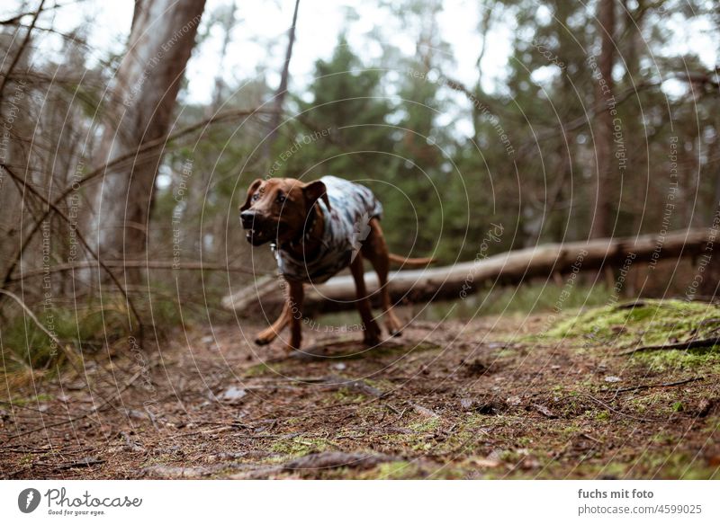Wuffbert shreds through the forest Hound ridgeback dog wuffer dog puppy Forest Nature Cute Brown Animal portrait Looking Dog Animal face Snout Attack blurred