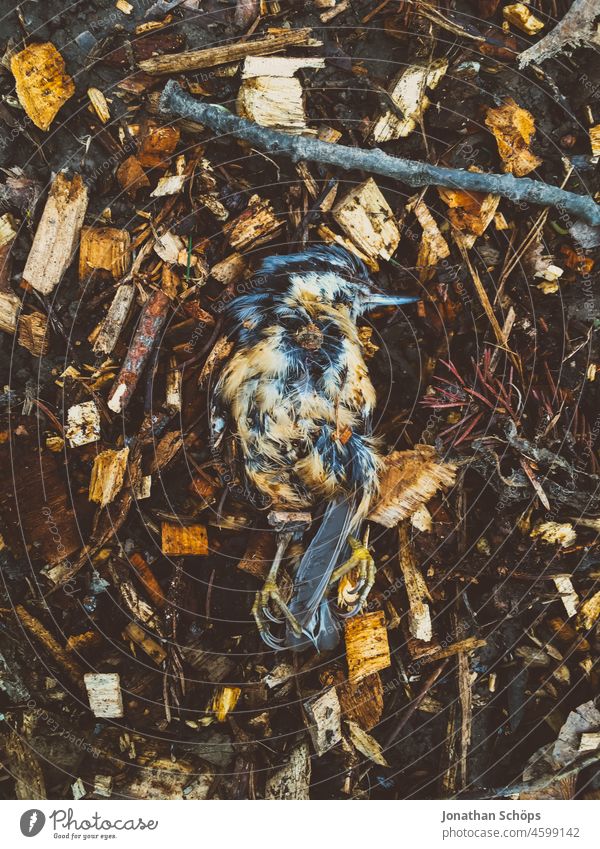 Bird lies dead on ground with mulch deceased pass away species extinction Environment Environmental protection Domestic Forest Ground Woodground Grief