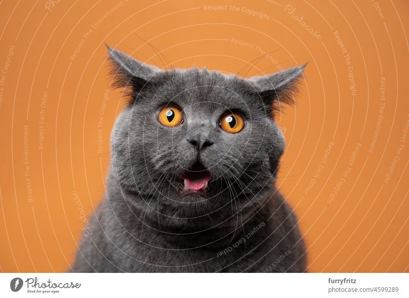 Big Blue British Shorthair Cat Looking At Camera Angry Portrait