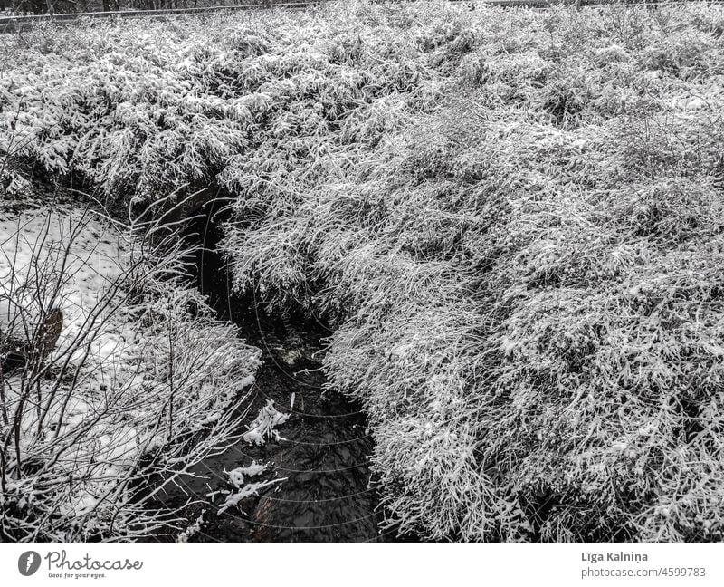 Snow covered bush with small water stream Winter Snow layer Cold White Winter mood Deep snow Snowfall Landscape Snowscape Winter's day chill Weather Nature