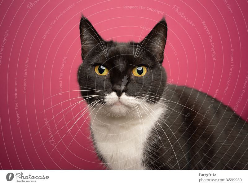 black and white tuxedo cat  portrait on pink background mixed breed cat pets dusky pink studio shot one animal indoors whisker yellow eyes looking at camera