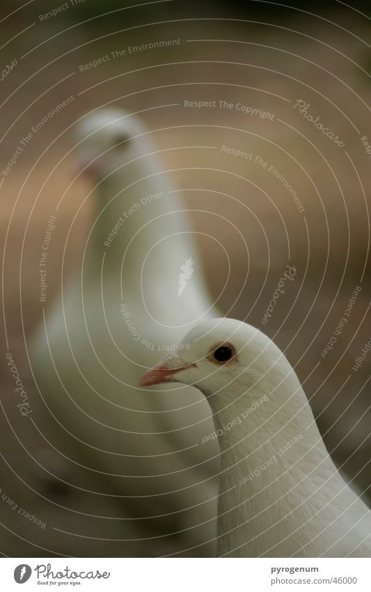 The world belongs to the doves Bird Pigeon 2 Animal Blur Brown White Search