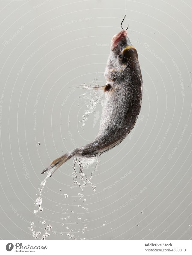 Water falling from raw fish hanging in gray studio water food fresh waterdrop hook seafood fishing product uncooked protein meal nutrition aqua drip animal