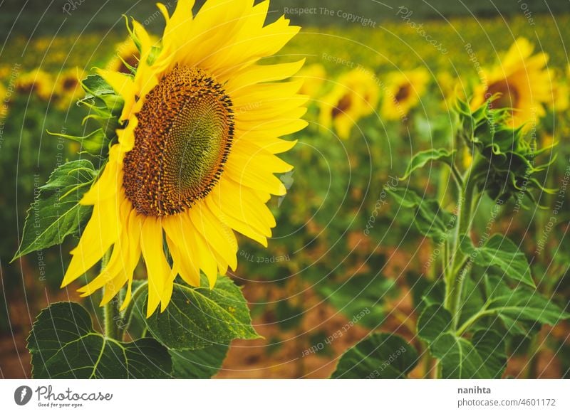 Sunflower field crops in a sunny day sunflowers summer autumn oil agriculture beauty beautyful background image surface nature natural work farm backlight