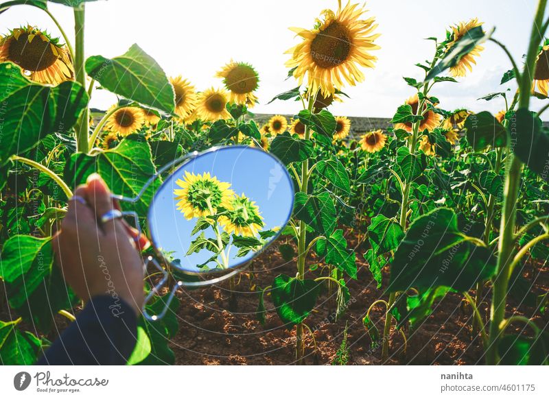 Sunflower field crops in a sunny day sunflowers summer autumn oil agriculture beauty beautyful background image surface nature natural work farm backlight