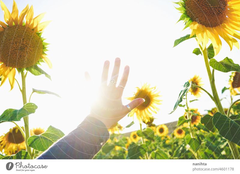 Sunflower field crops in a sunny day sunflowers summer autumn oil agriculture beauty beautyful background image surface nature natural work farm backlight