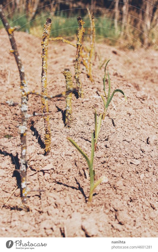 Sprouts of crops in a vegetable garden sprouts food planting farming till tilled soil earth plants organic bio harvest cultivating harvesting agriculture farmer