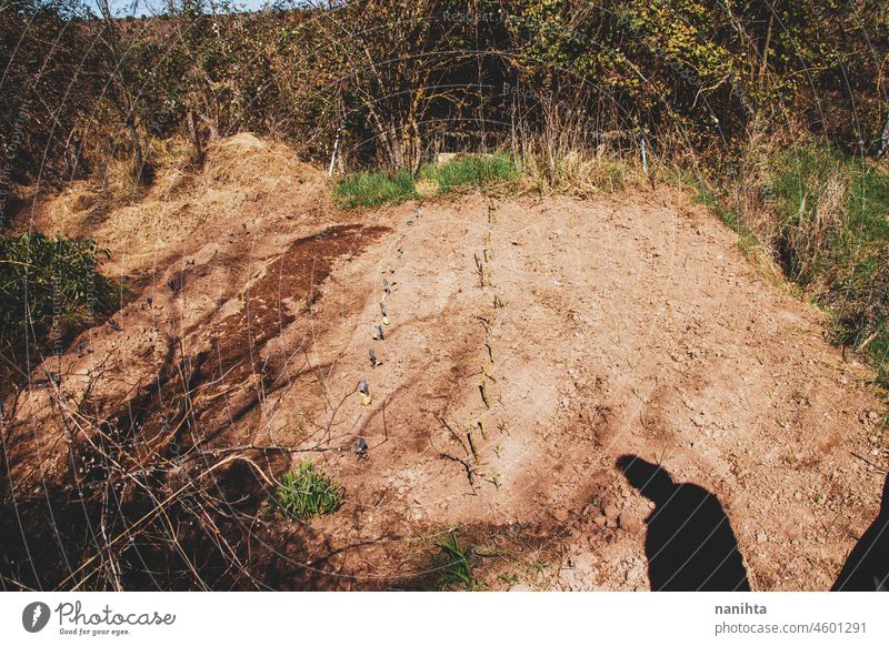 farmer shadow seeing his vegetable garden sprouts food crop planting farming till tilled soil earth plants organic bio harvest cultivating harvesting