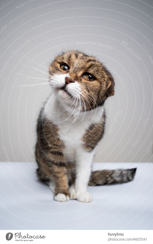funny cat shaking head looking at camera fluffy fur feline pets kitty british shorthair cat tabby white gray sitting portrait cute adorable funny face