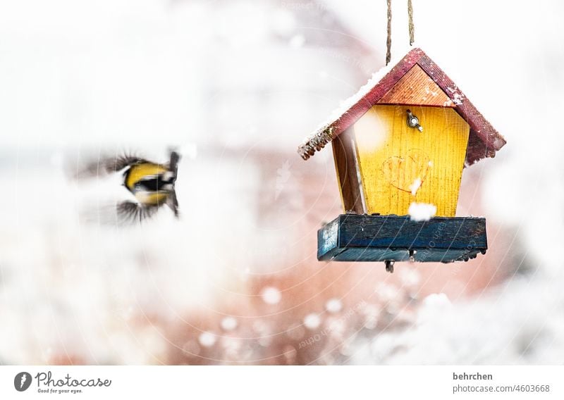 Winter wonderland Wintertime Winter Silence winter Winter's day Snowfall Cold blow snow Gorgeous Winter mood Snowflake Animal protection Tit mouse Feed Garden