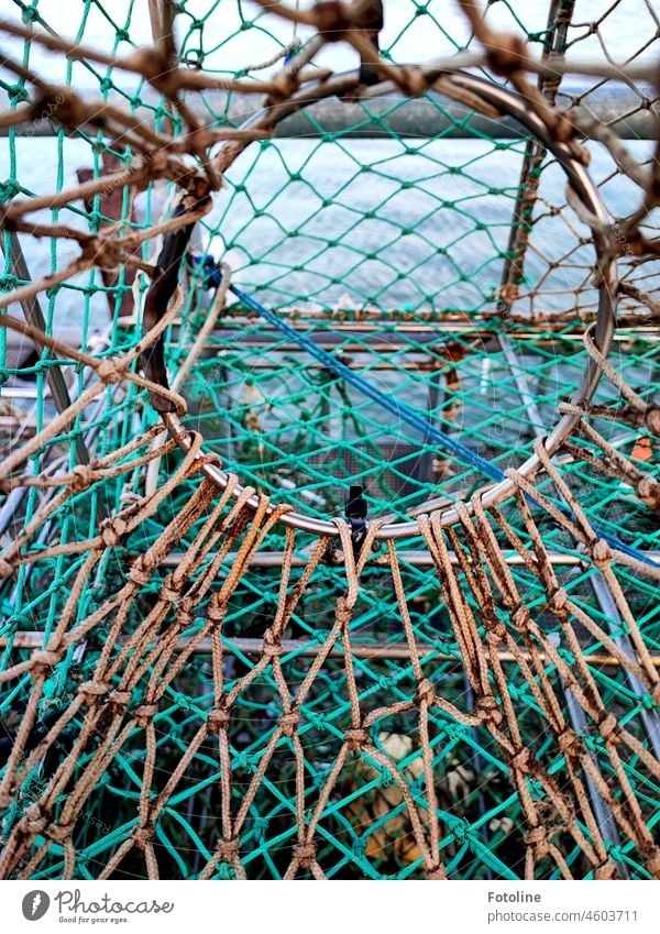 A ring, ropes and rods form a lobster trap used to catch croaker on Helgoland. Lobster Trap Rope Metal Ring Green Brown Exterior shot Colour photo Close-up