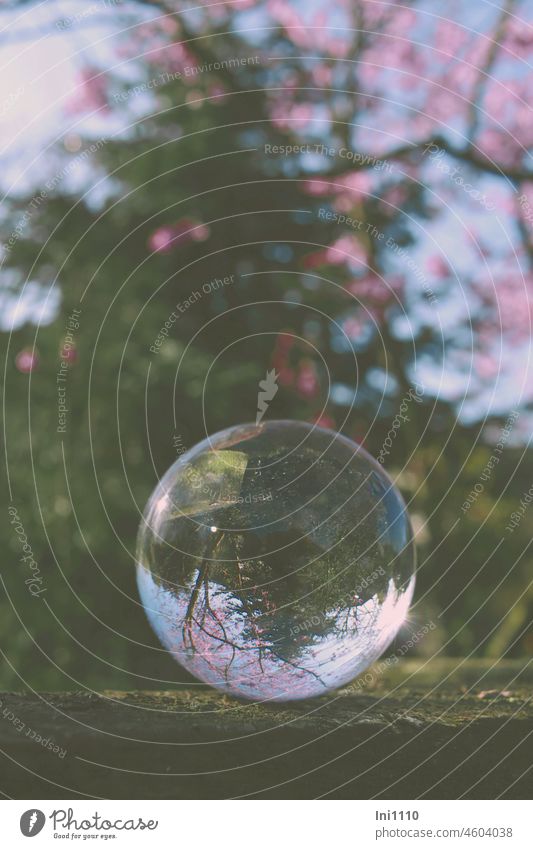 View through glass sphere on fir tree and flowering ornamental cherry tree Spring Shaft of light spring awakening Garden Pérgola Wood Glass ball Sphere mirror