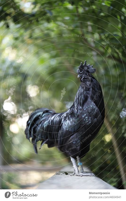 black cock Rooster Bird Poultry Black Animal Farm Exterior shot Colour photo Agriculture Nature Barn fowl Animal portrait Farm animal Pet Close-up Day 1