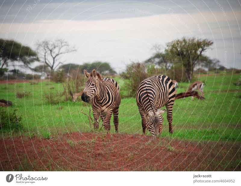 A zebra rarely comes alone Safari Kenya Wild animal Zebra Savannah Exotic Tree Together Agreed Adventure Freedom Vacation & Travel Environment To feed Tropical