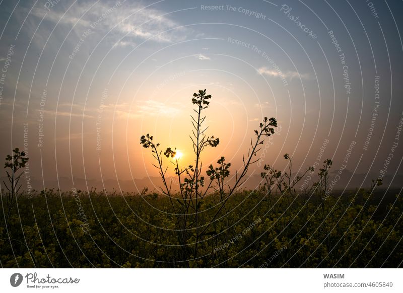 Dewdrops-wet yellow mustard flowers in the field with Winter Morning foggy Golden Sunrise landcape view nature background sky landscpe beautiful natural sun